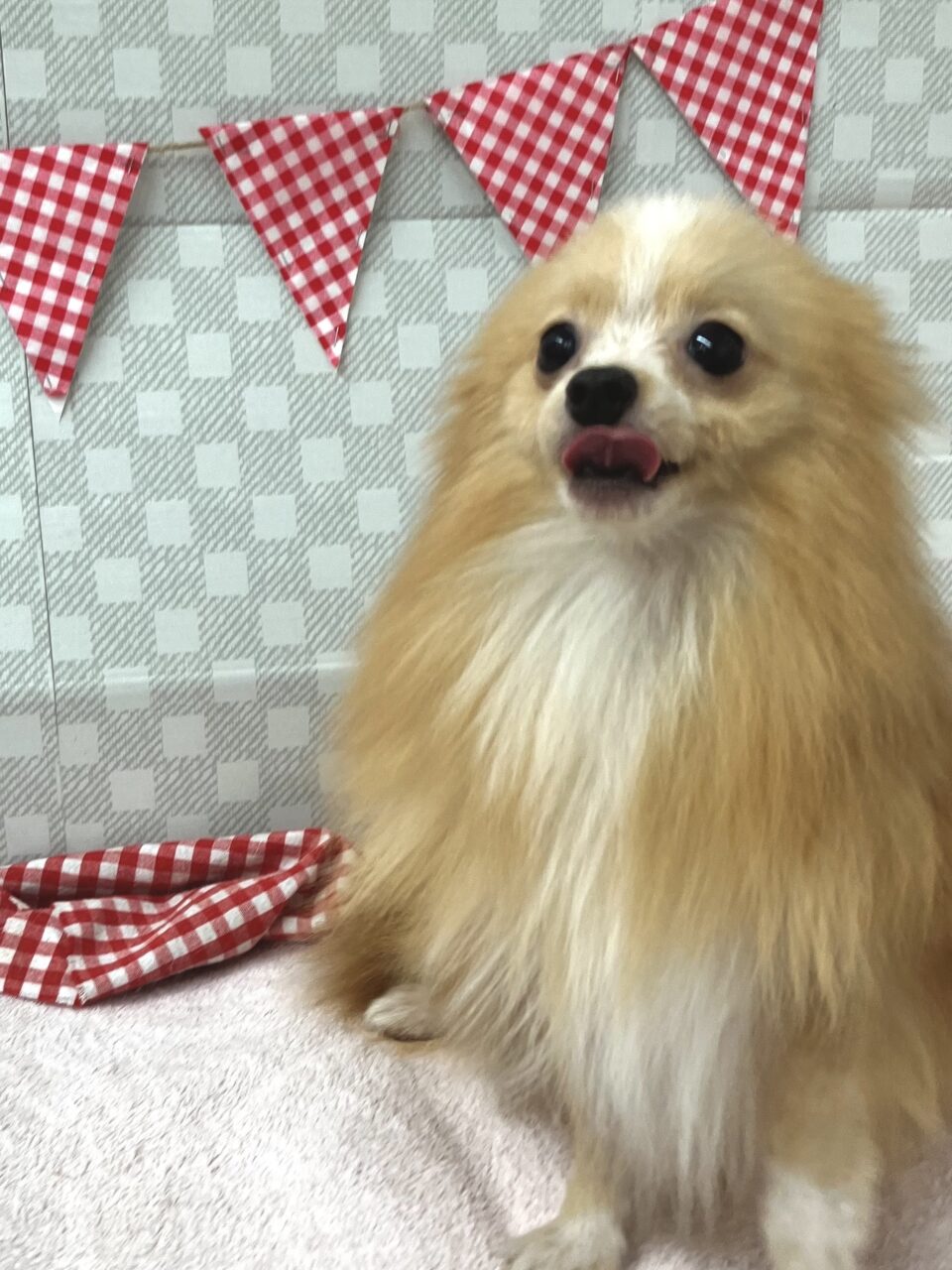 ポメラニアン