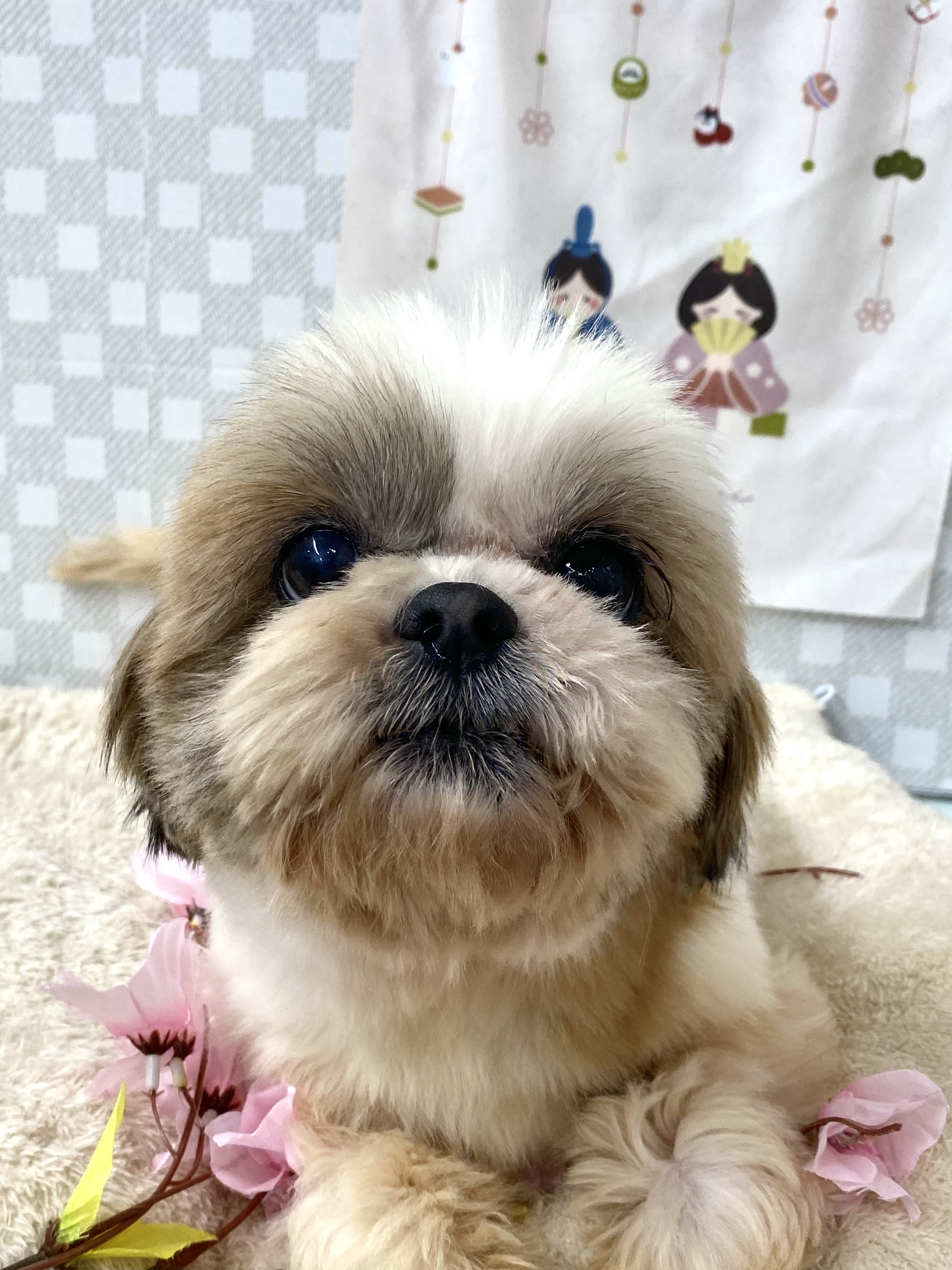 ★かのんちゃん★