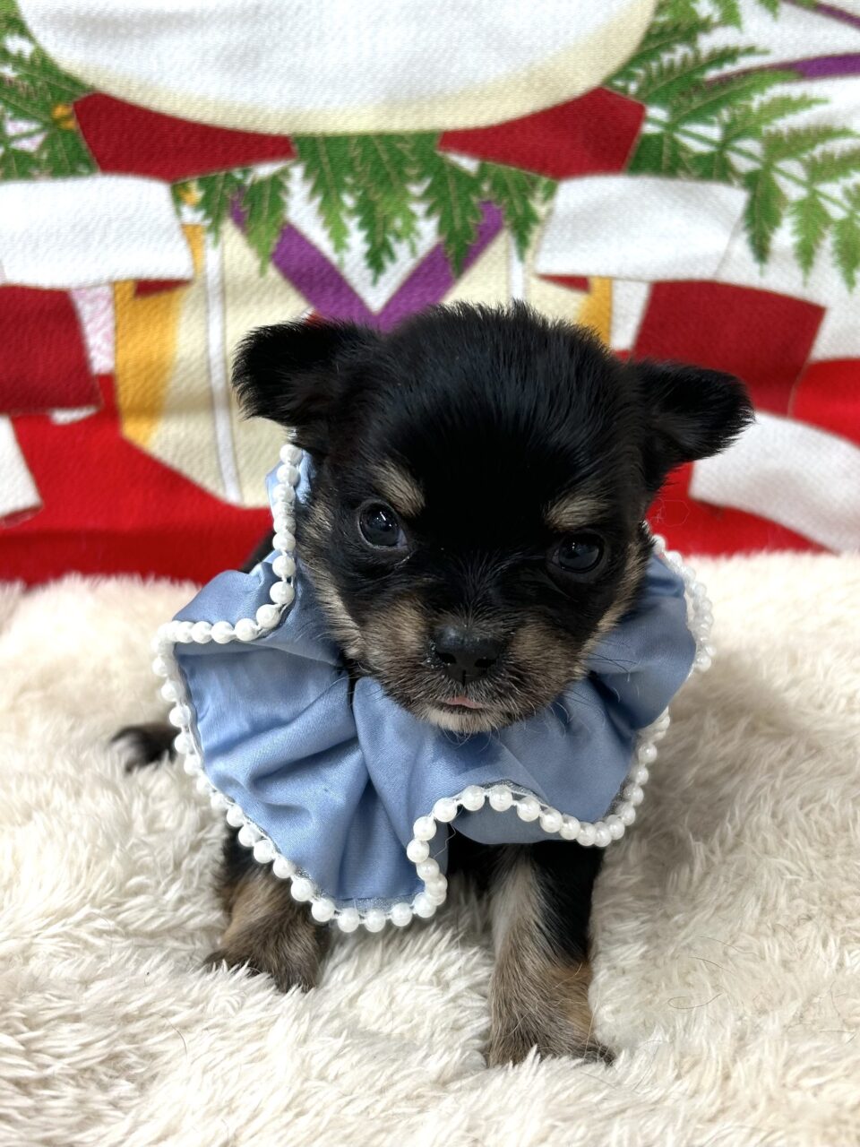 チワワ