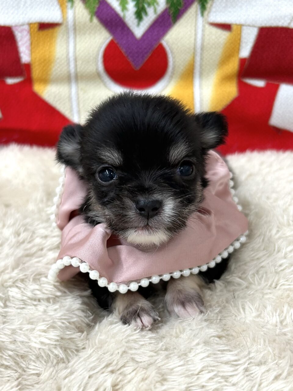 チワワ