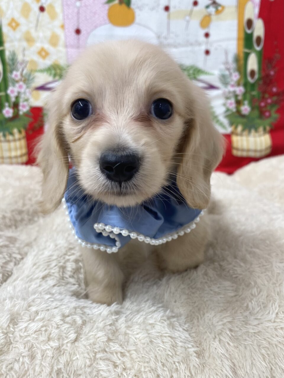 Ｍ・ダックス
