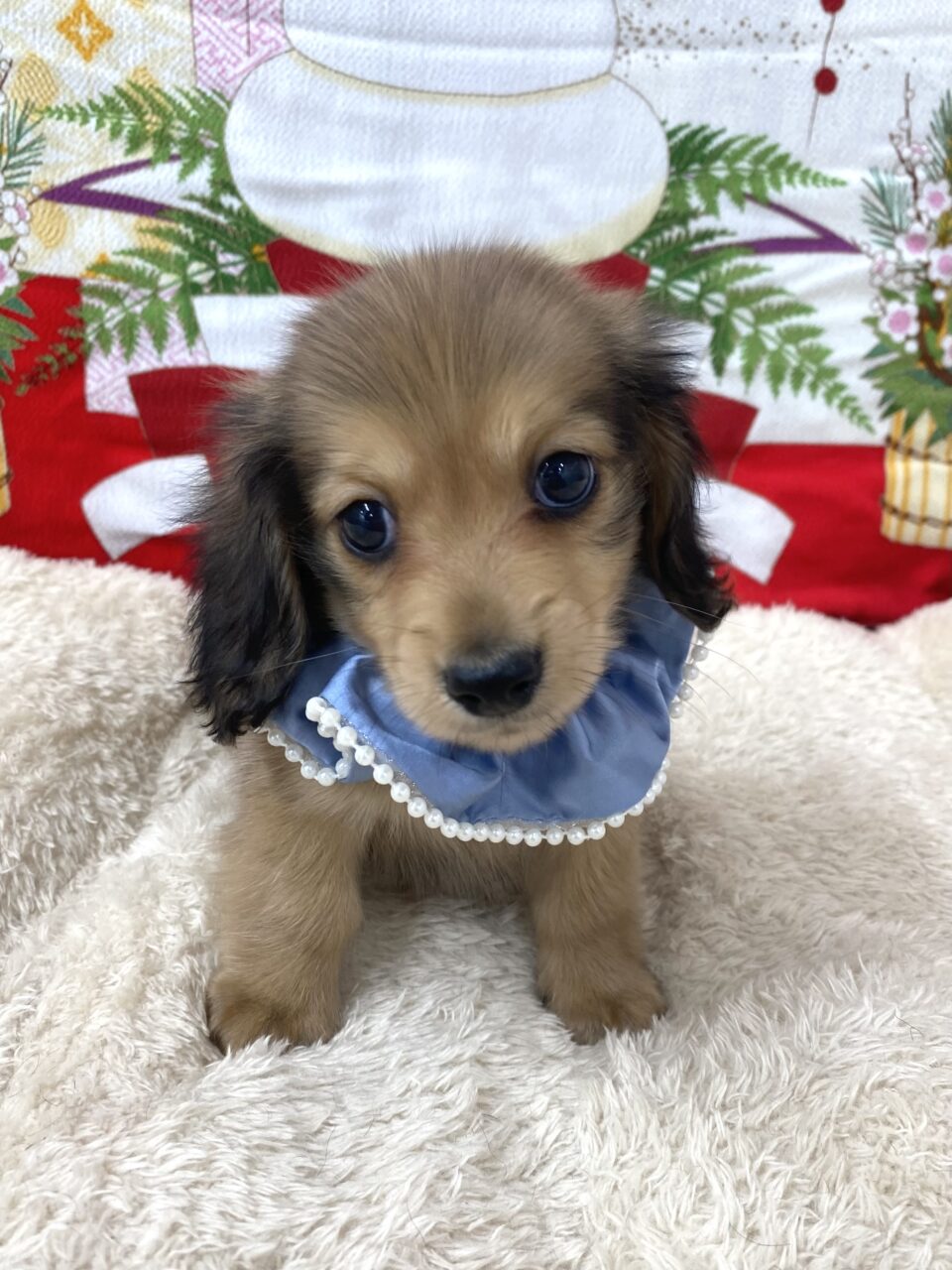 Ｍ・ダックス