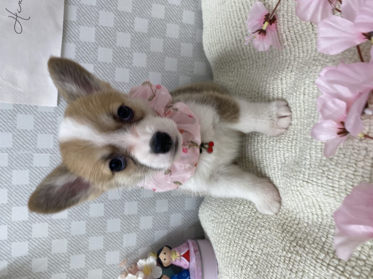 Ｗ・コーギー