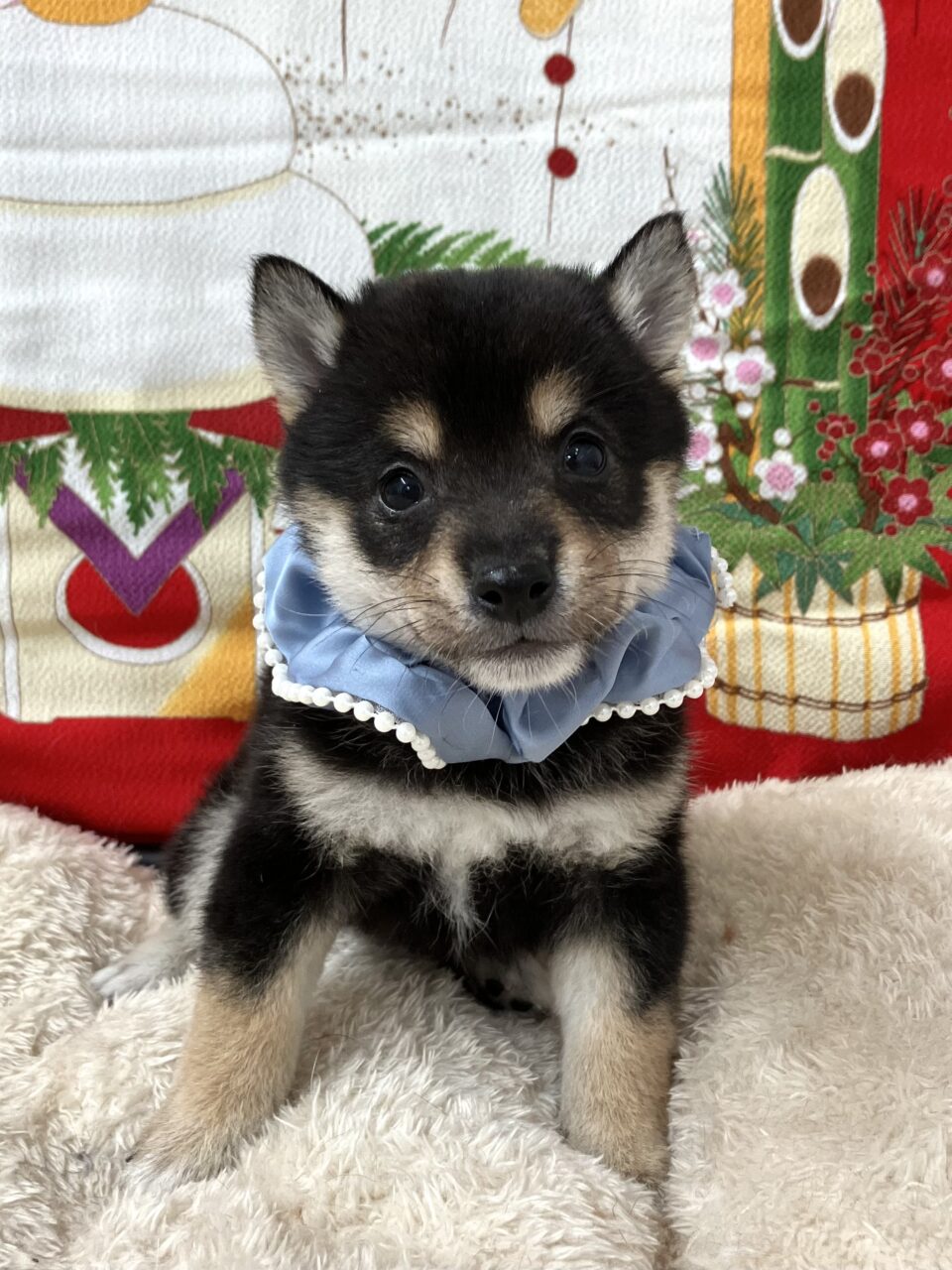 豆柴