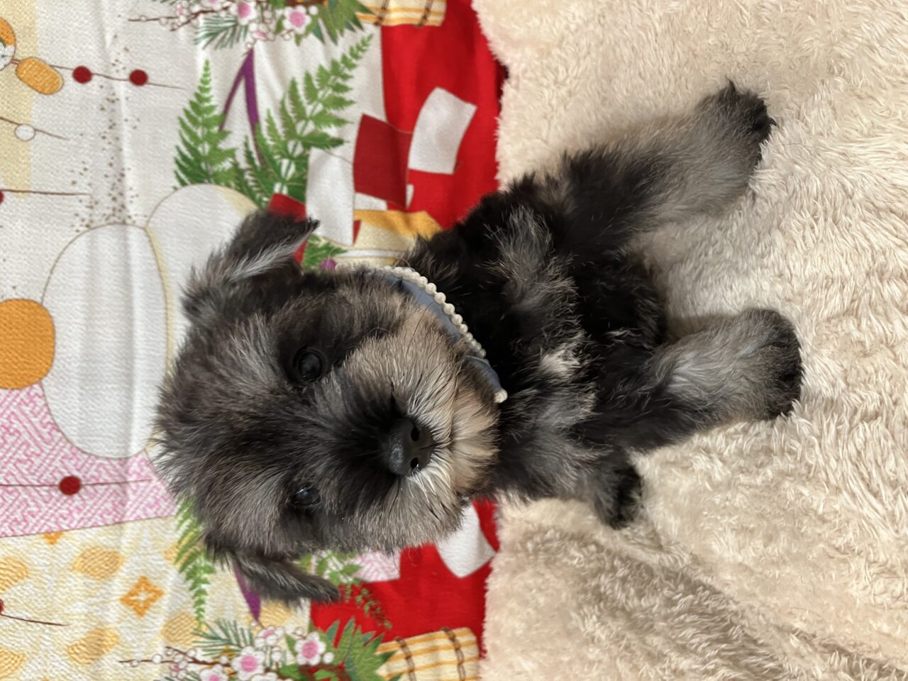 Ｍ・シュナウザー