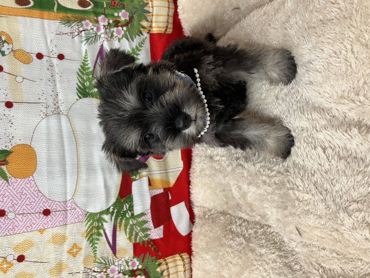 Ｍ・シュナウザー