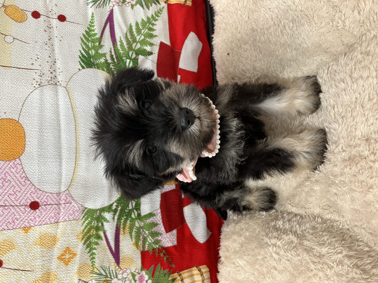 Ｍ・シュナウザー