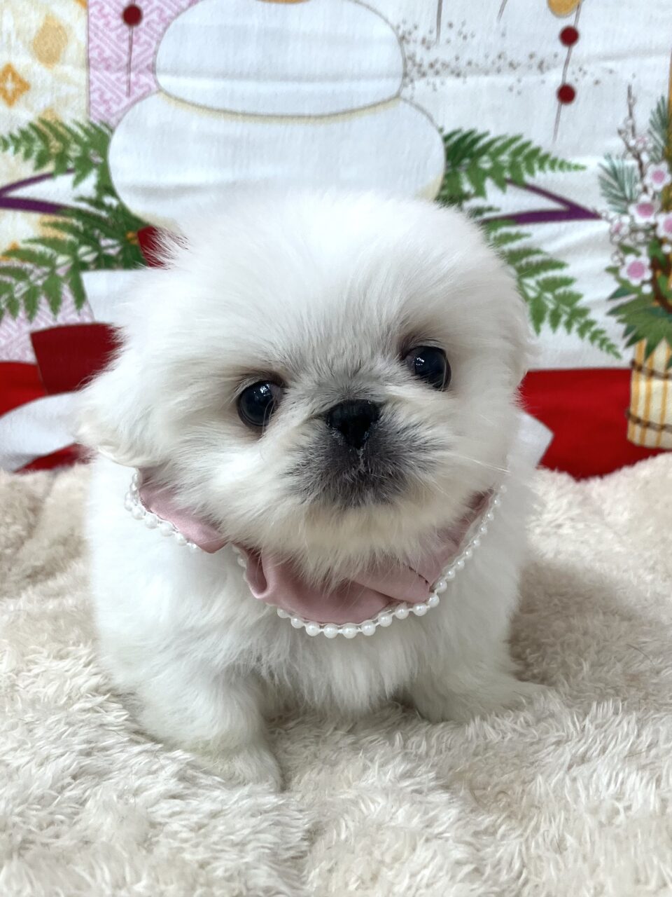 ペキニーズ
