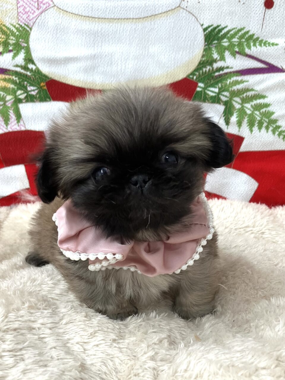 ペキニーズ