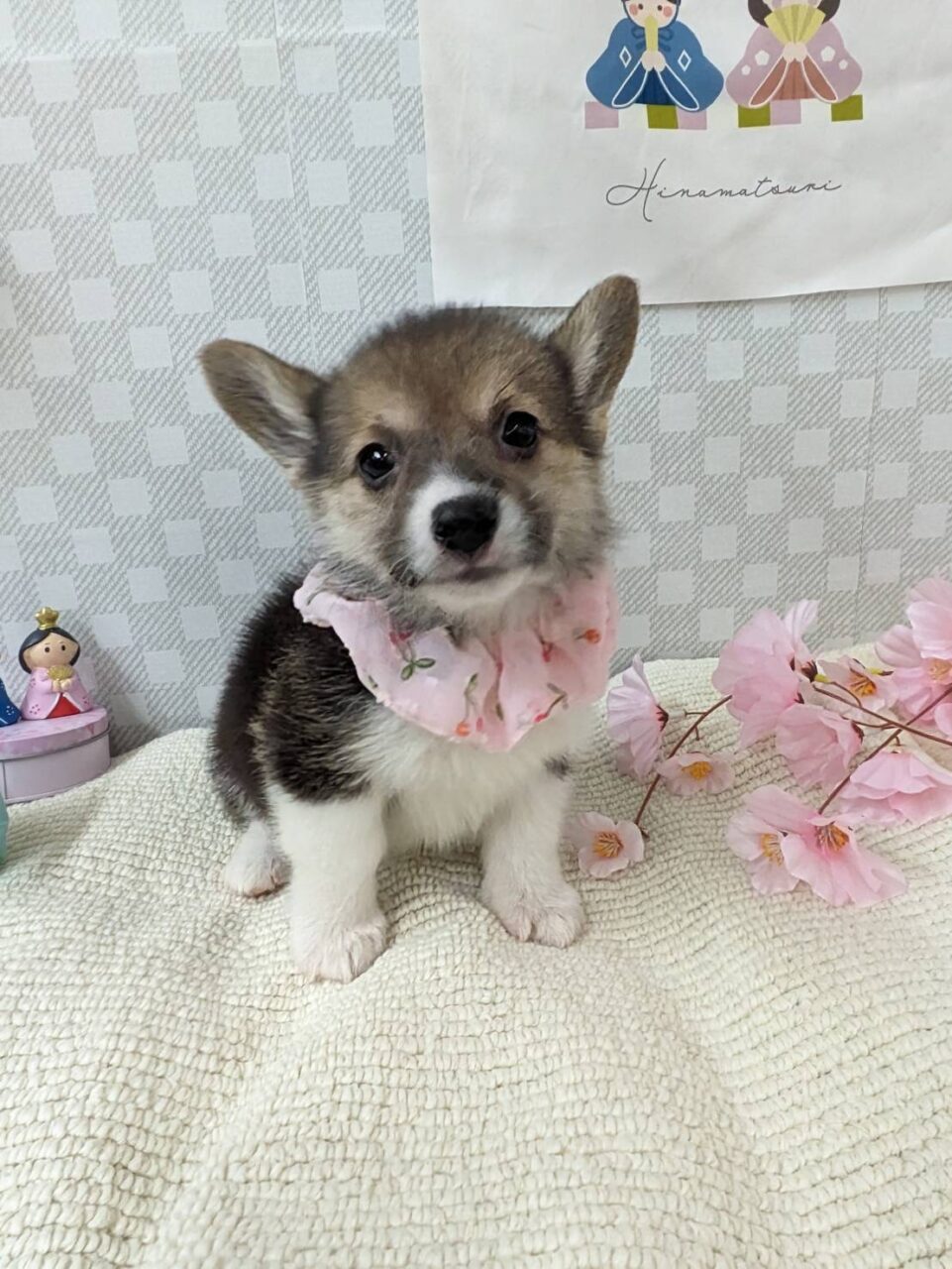 Ｗ・コーギー