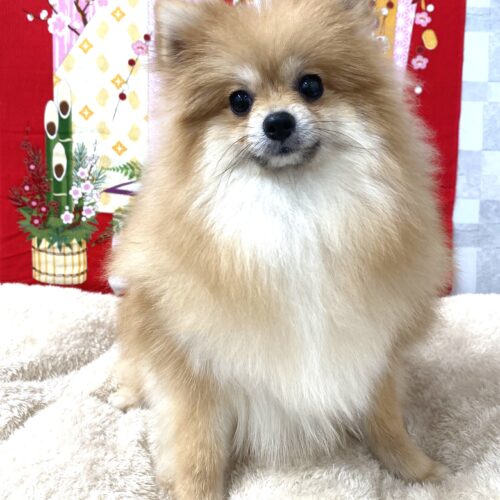 ぽて
