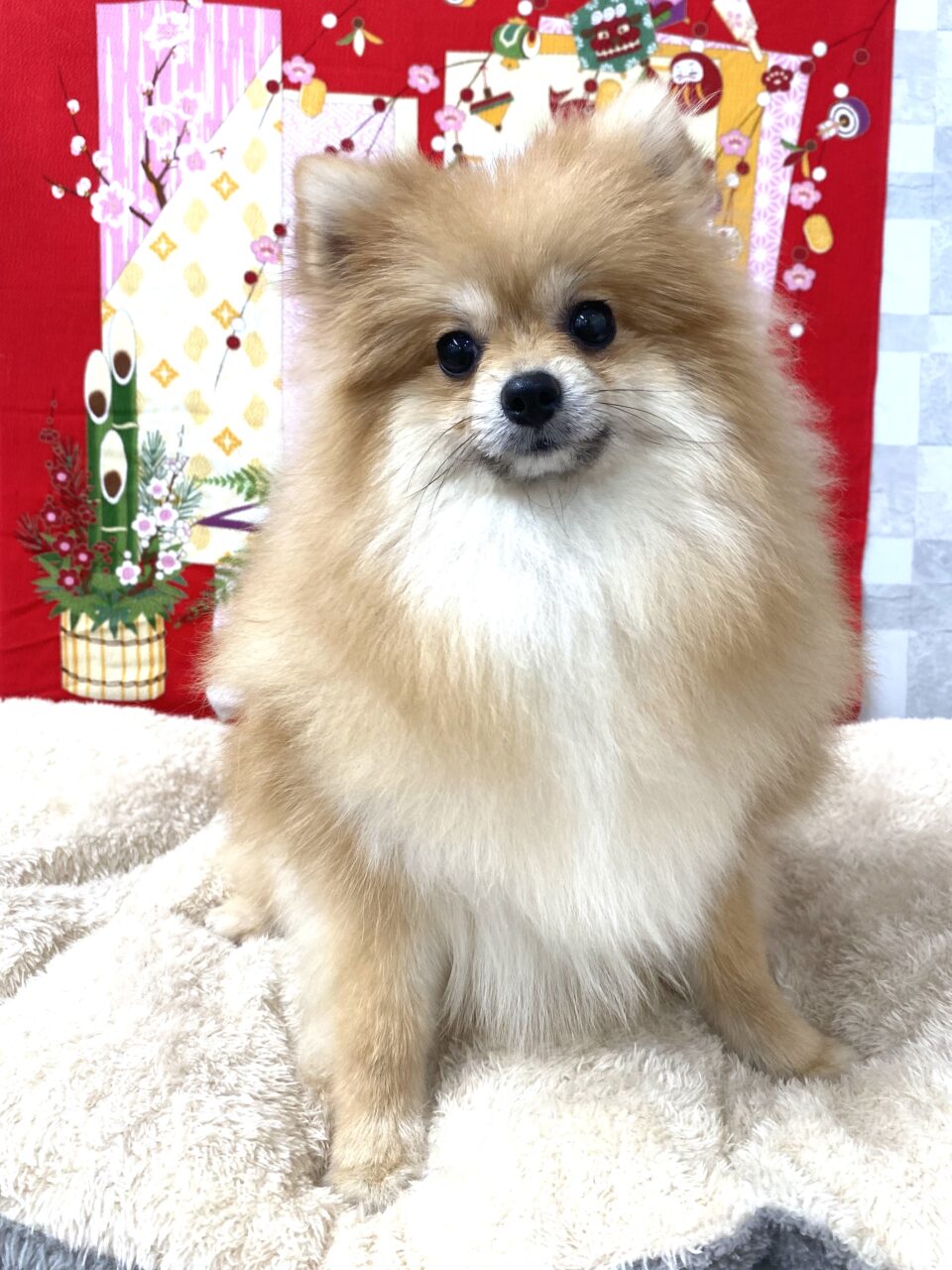 ポメラニアン