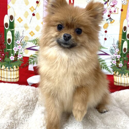 ポテチ