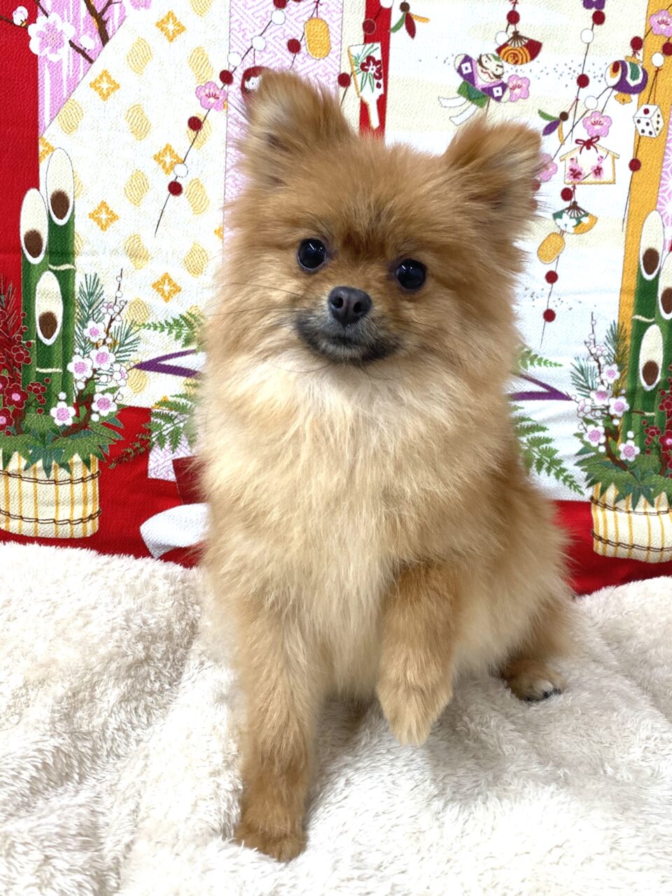 ポメラニアン