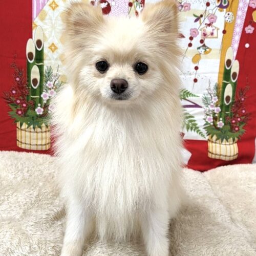 ピラフ