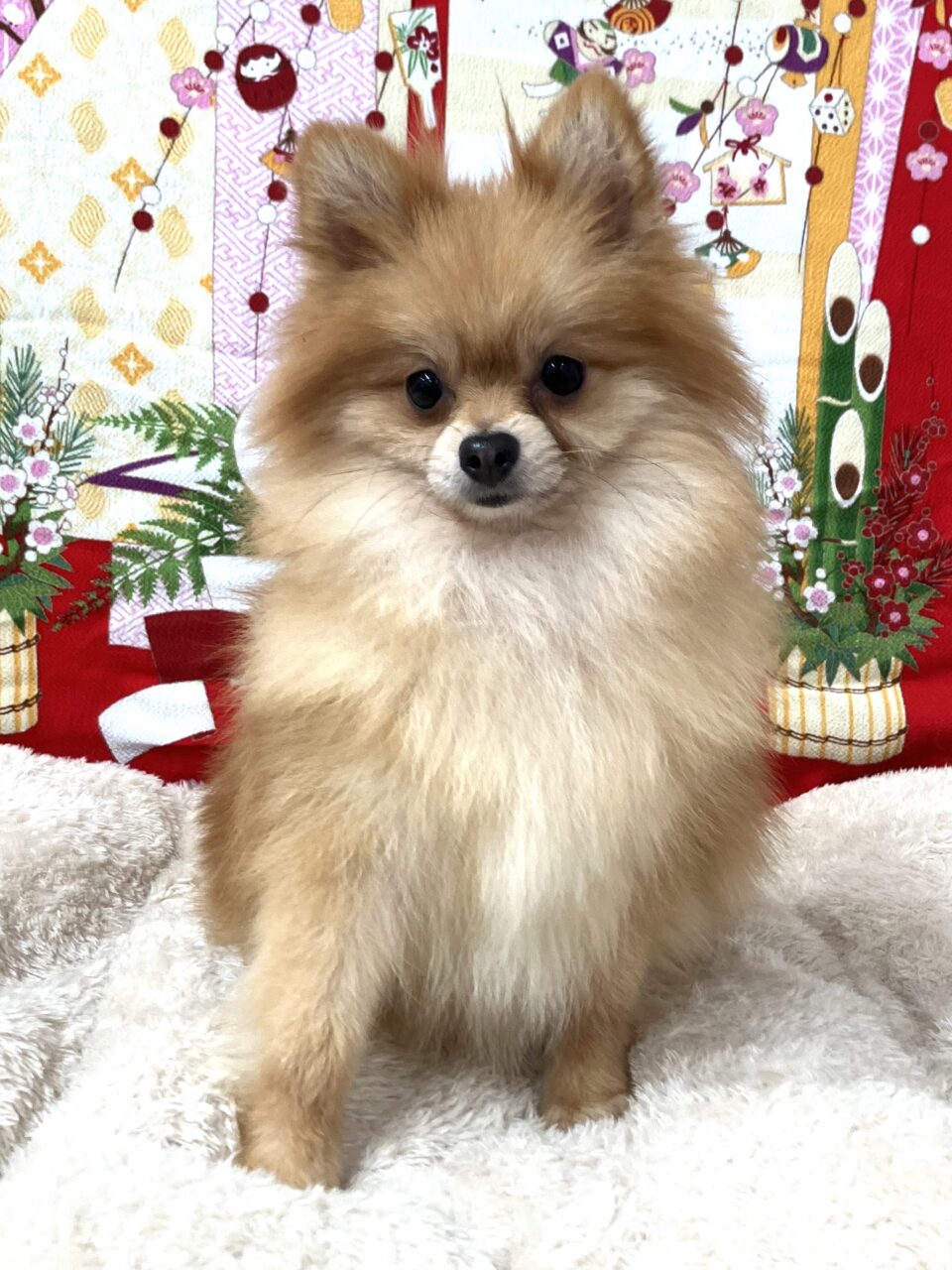 ポメラニアン