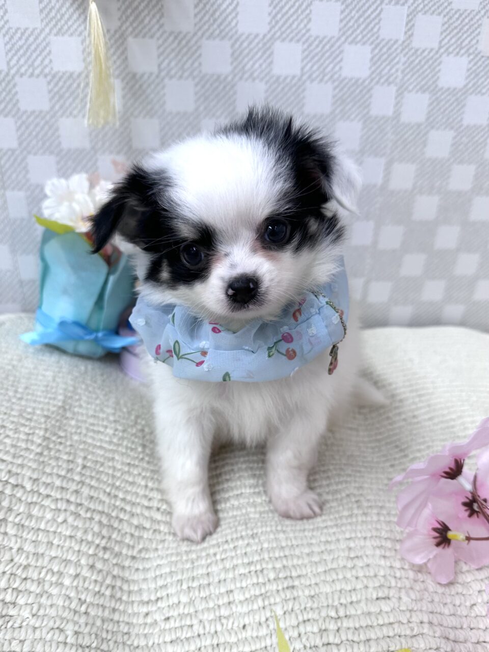チワワ