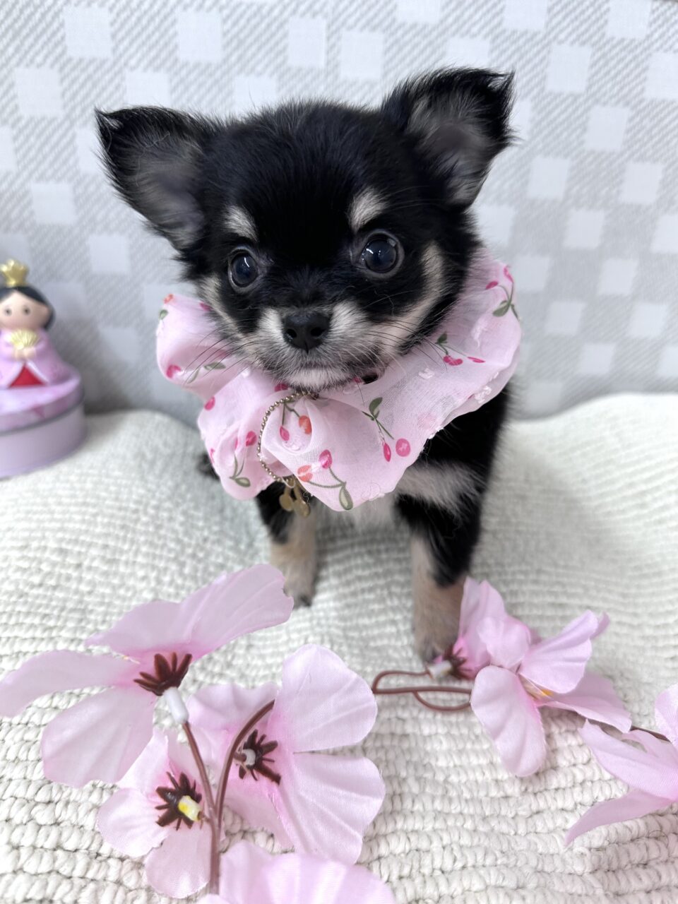 チワワ