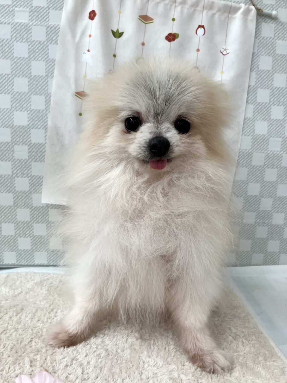 ポメラニアン