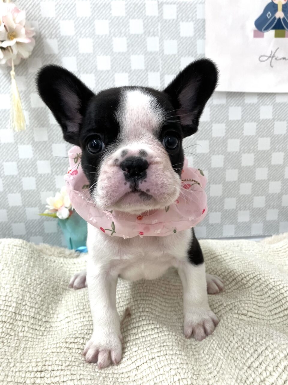 フレンチブルドック