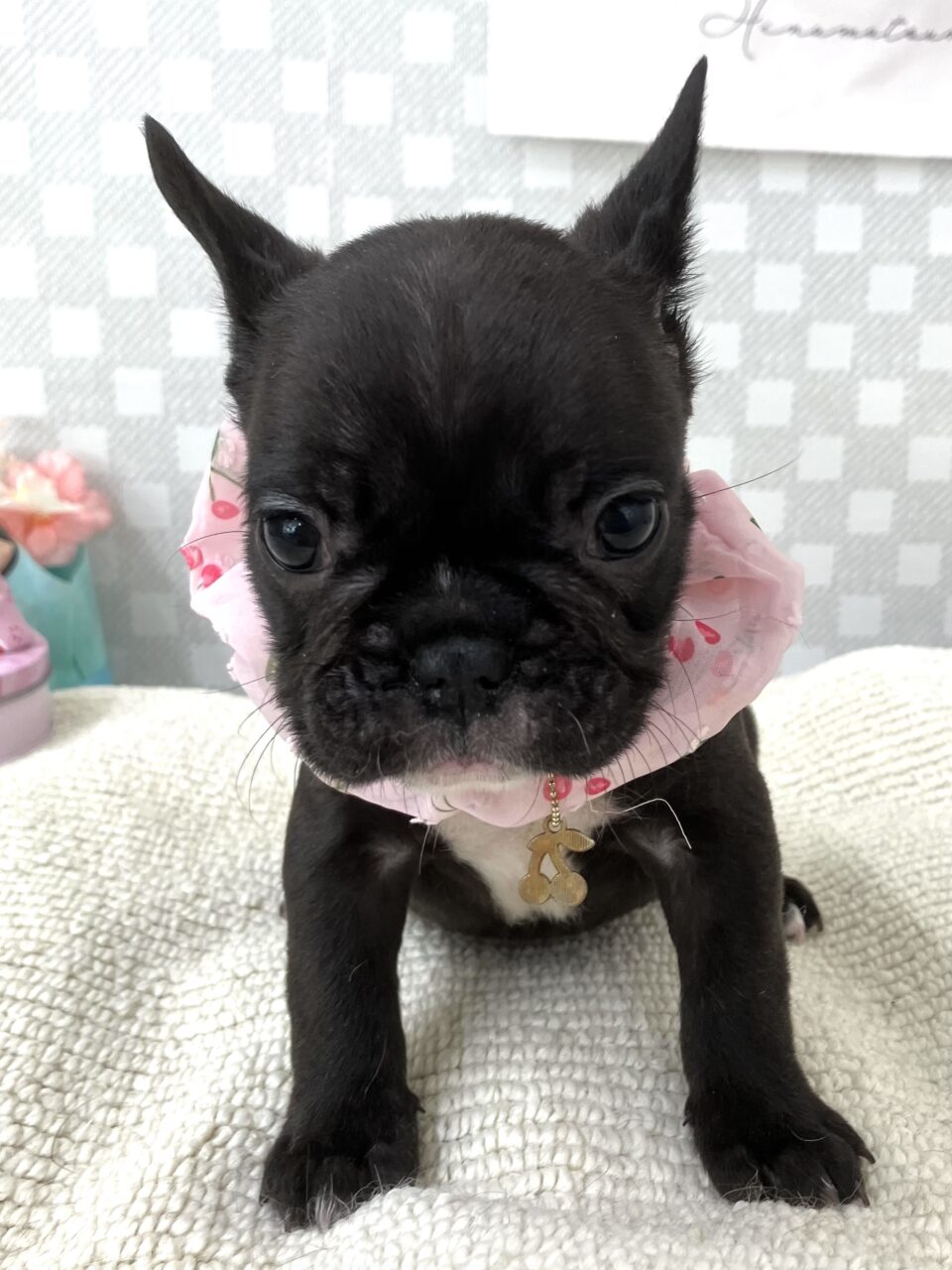 フレンチブルドック