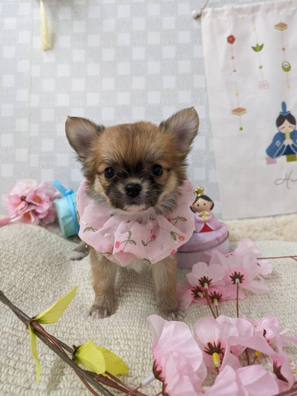 チワワ