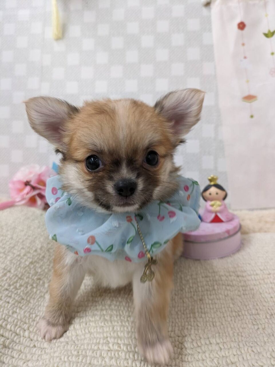 チワワ