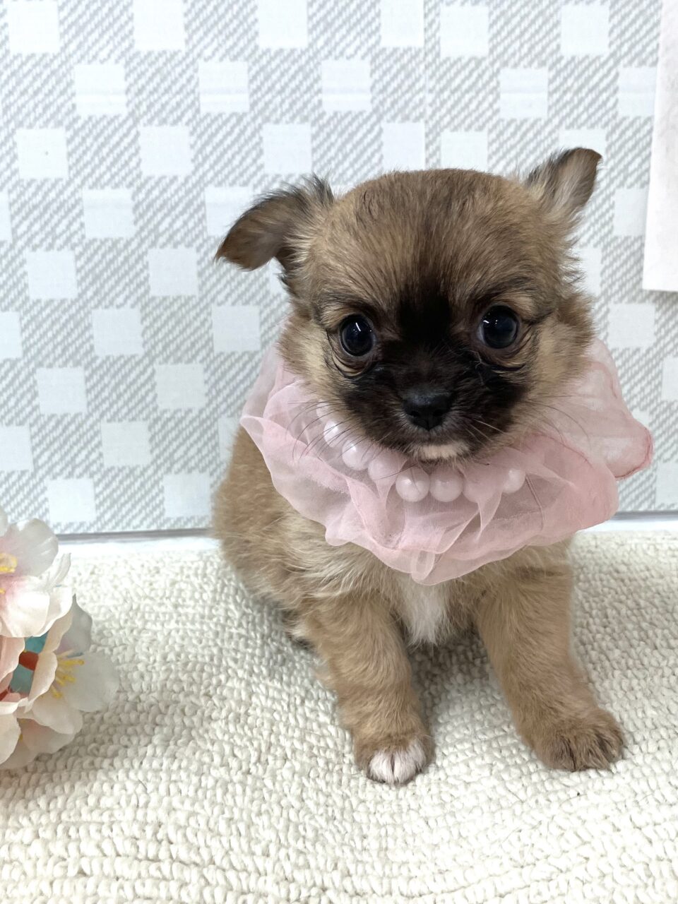 チワワ