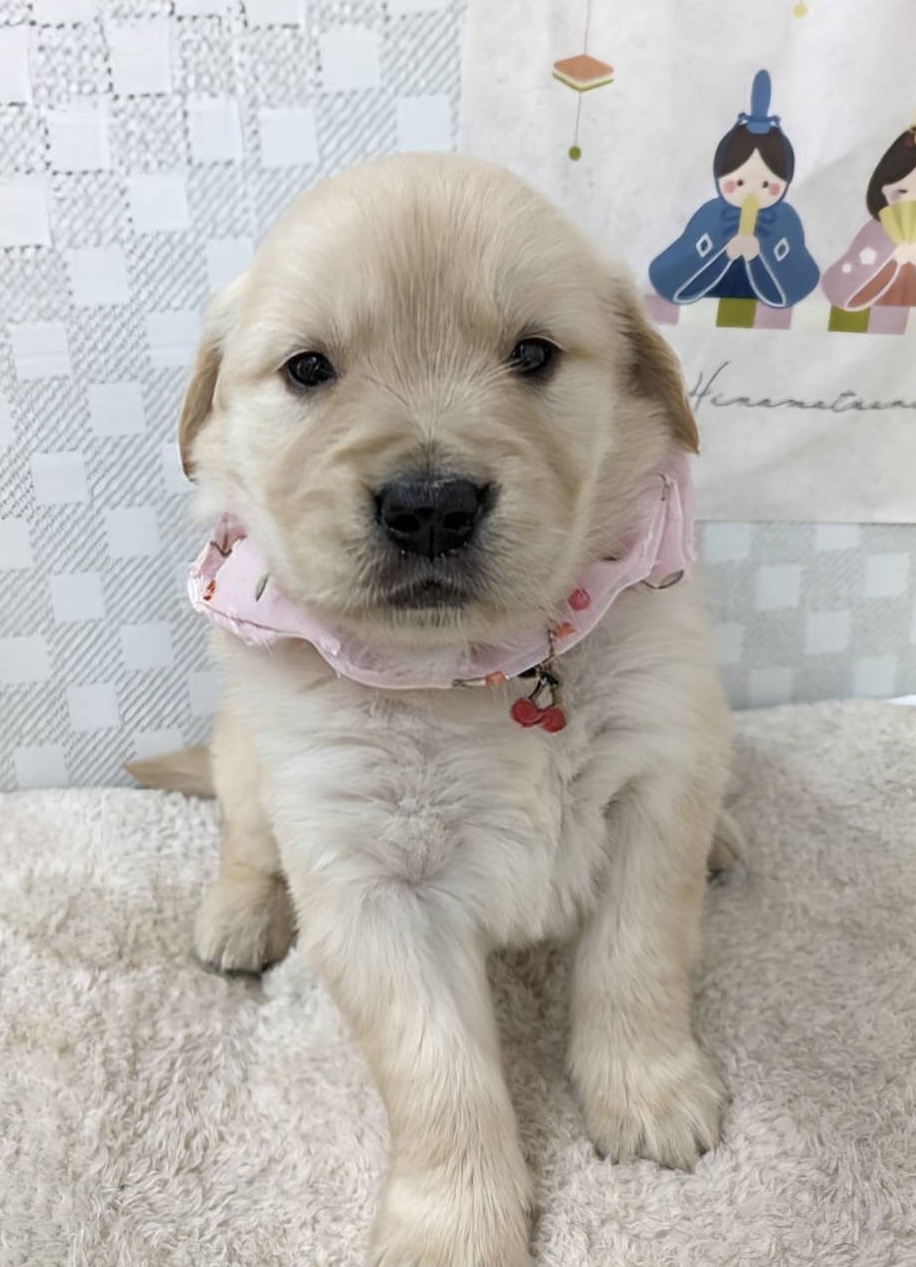 ゴールデン