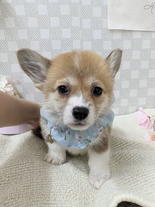 Ｗ・コーギー