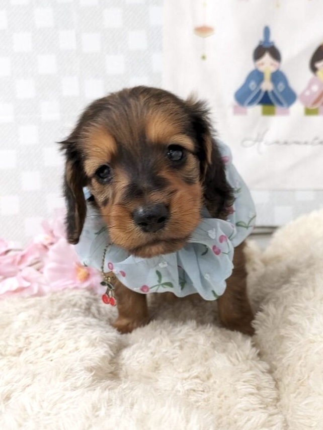 Ｍ・ダックス