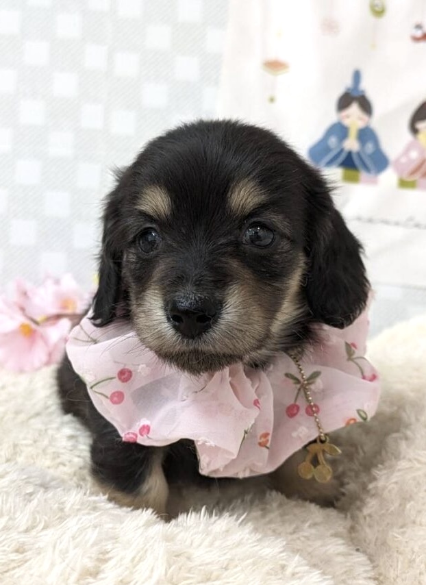 Ｍ・ダックス