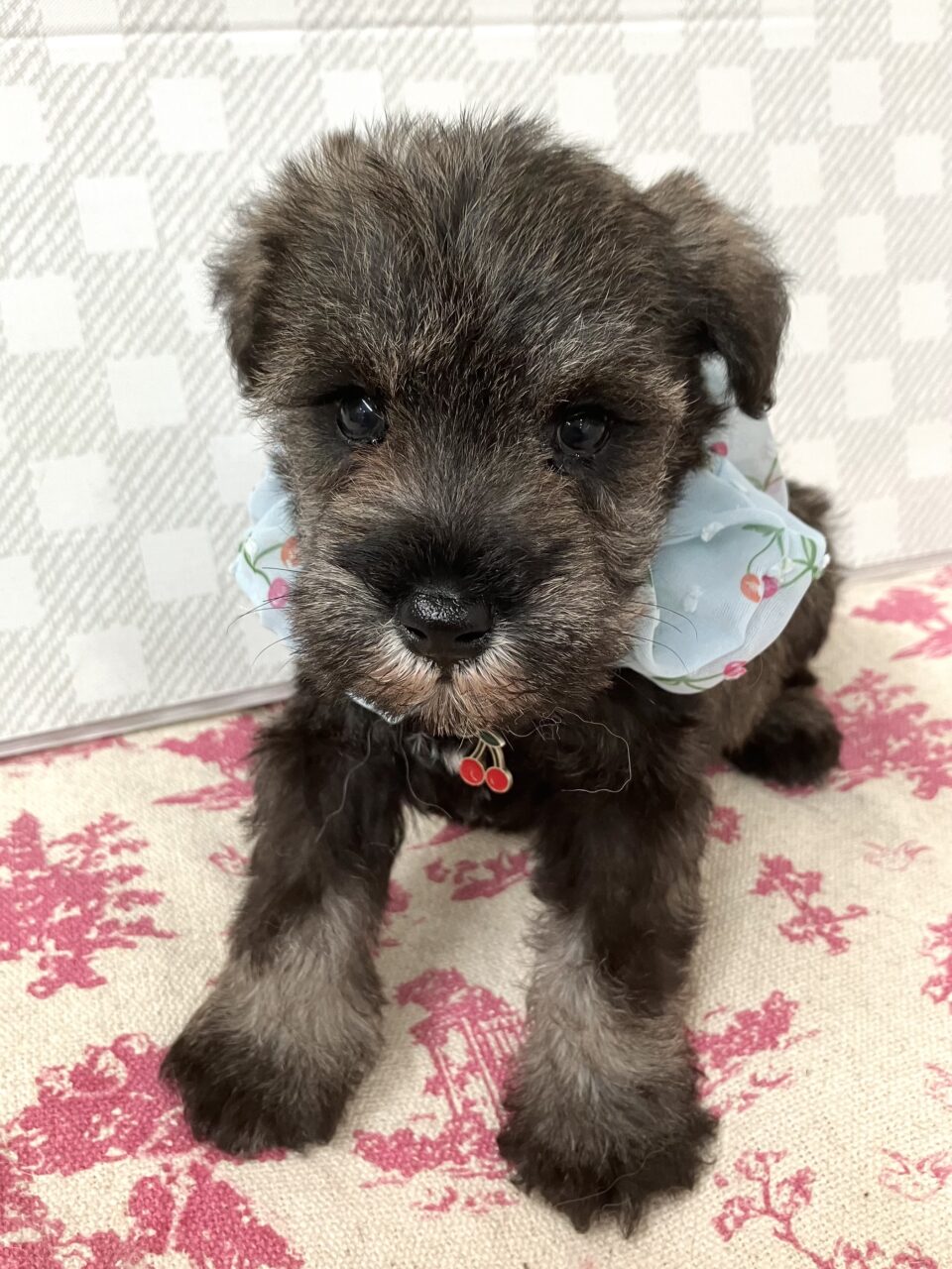 Ｍ・シュナウザー