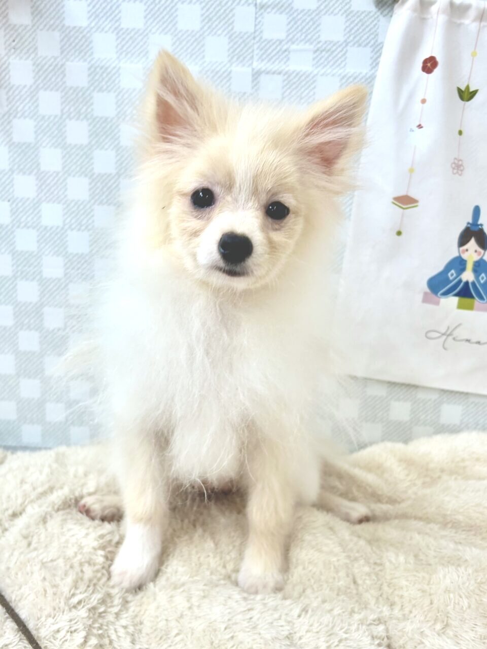 ポメラニアン