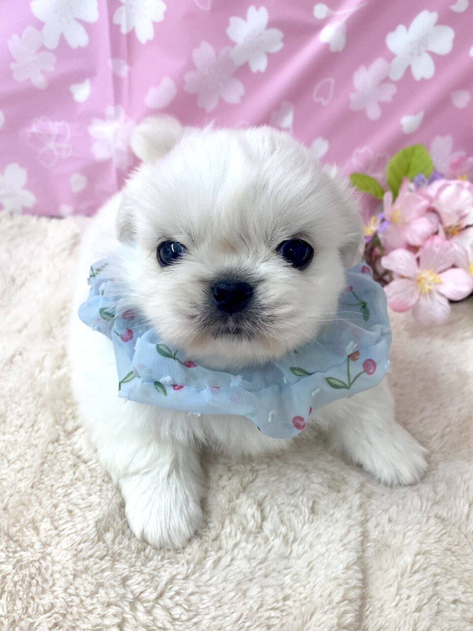 ペキニーズ