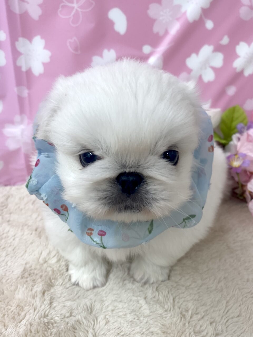 ペキニーズ