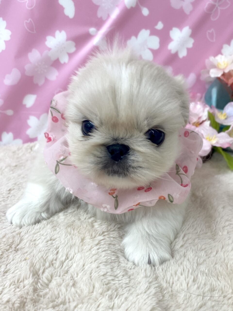 ペキニーズ