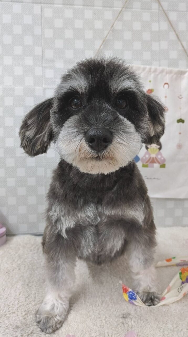 Ｍ・シュナウザー