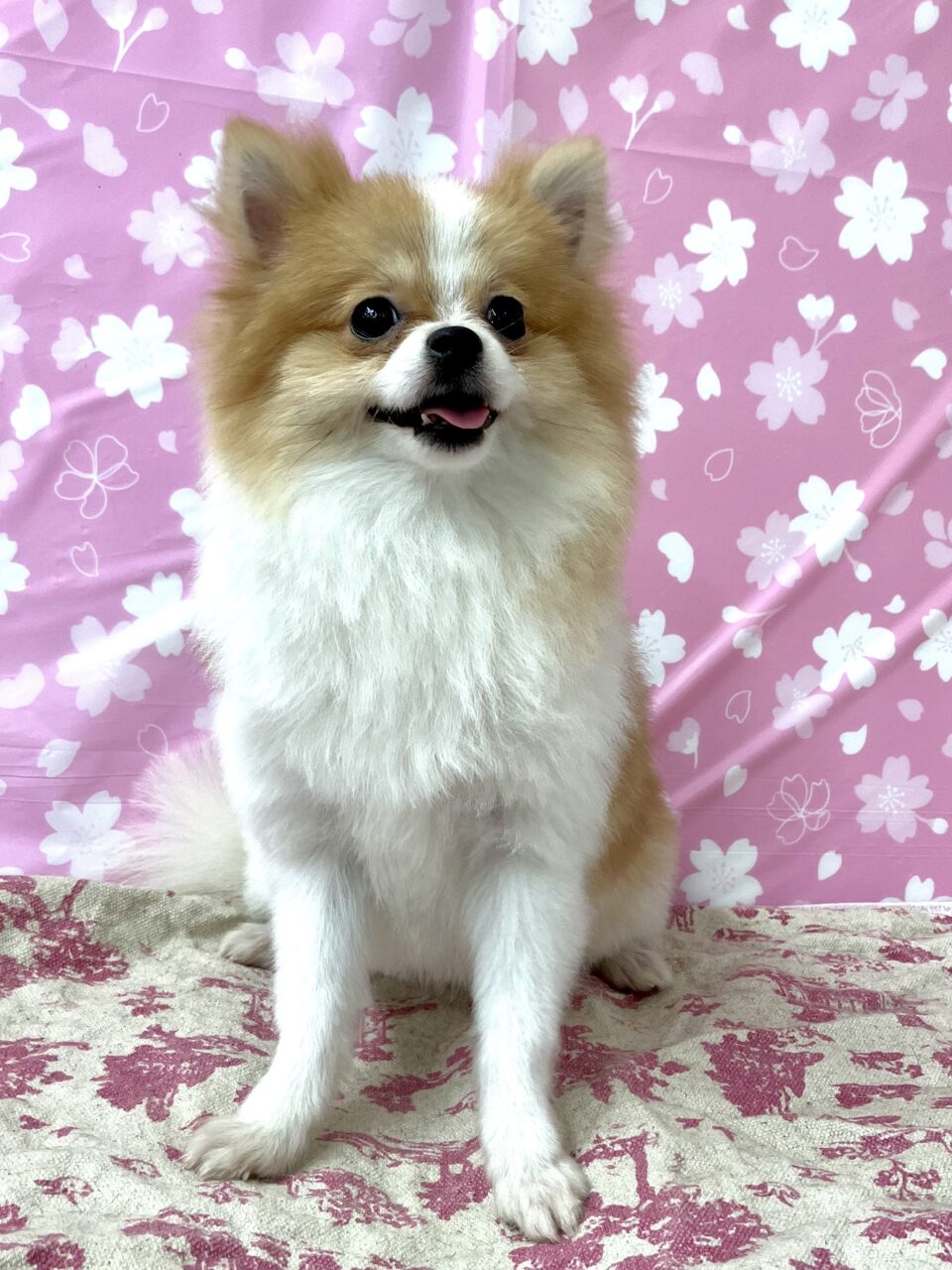 ポメラニアン