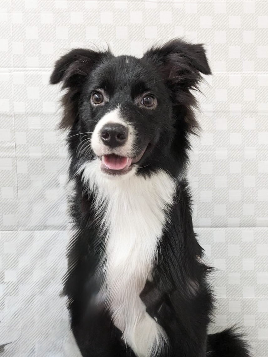 ★ボーダー★女の子★