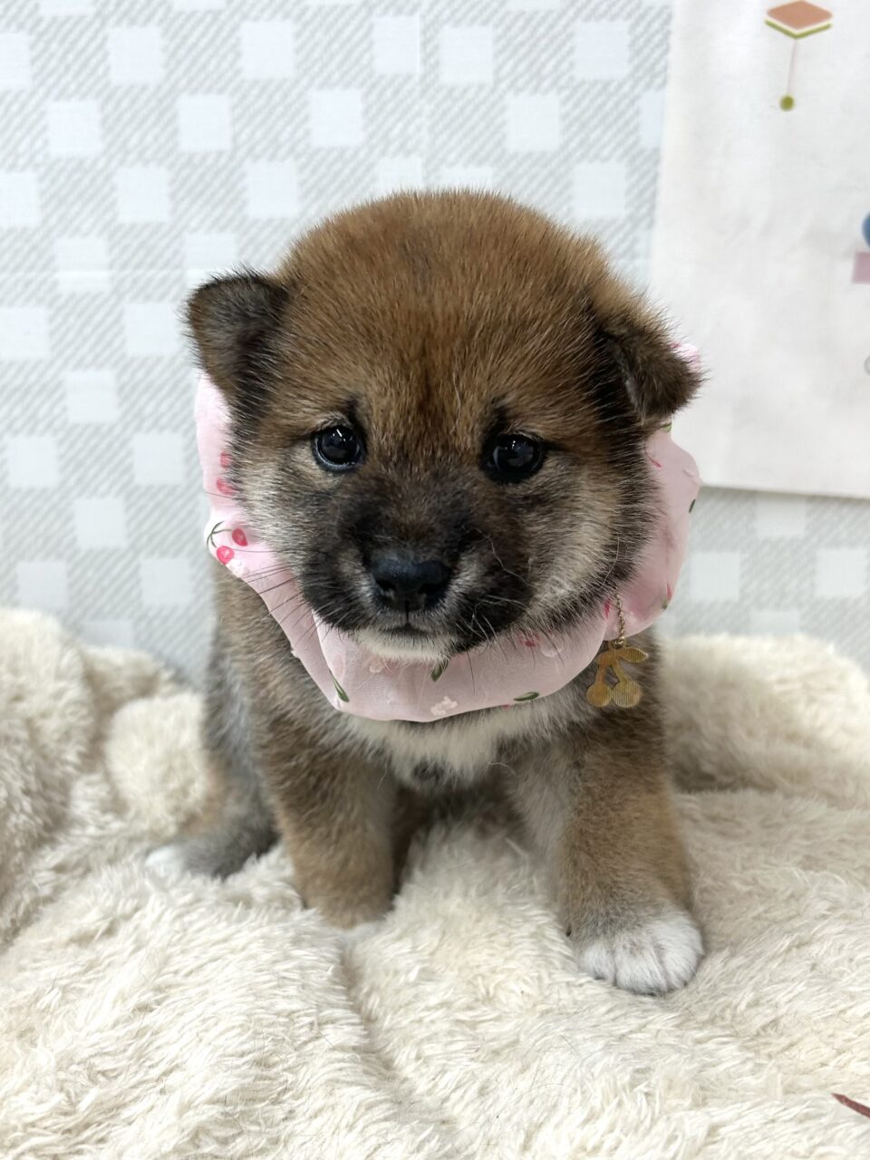 柴犬