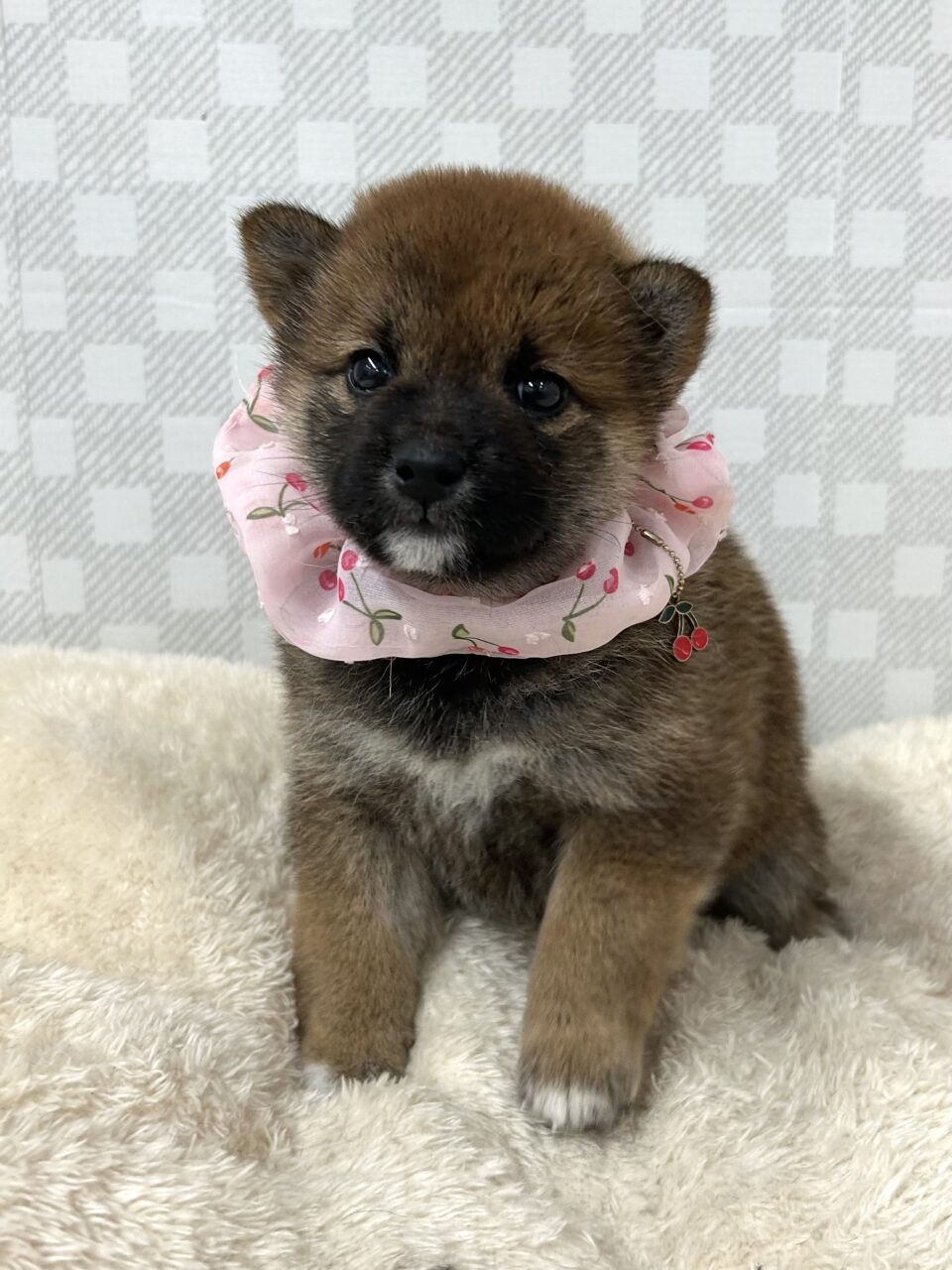 柴犬