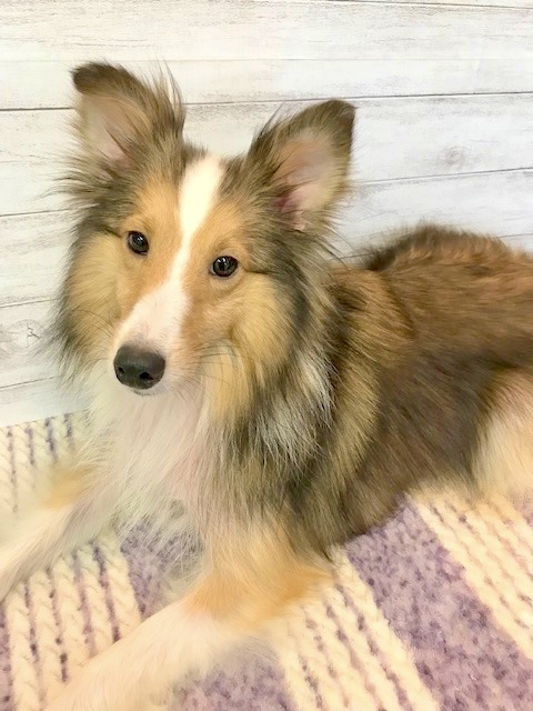 シェットランドシープドッグ