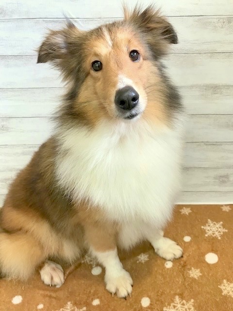 シェットランドシープドッグ