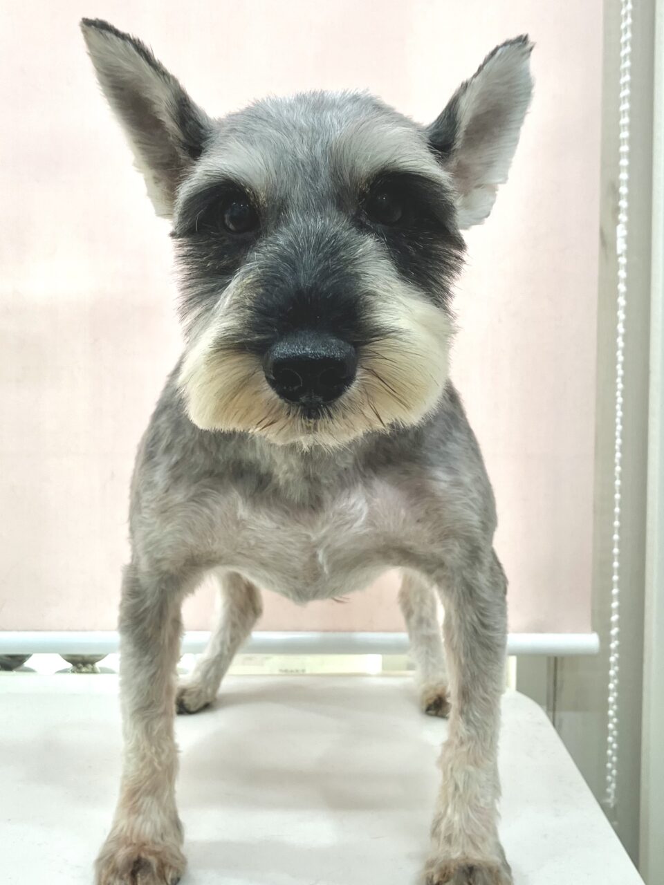 Ｍ・シュナウザー