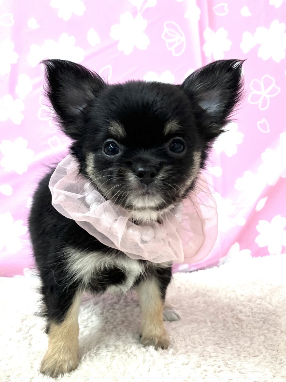 チワワ