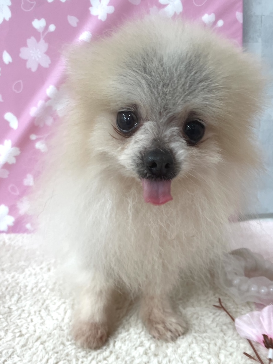☆雪次くん☆