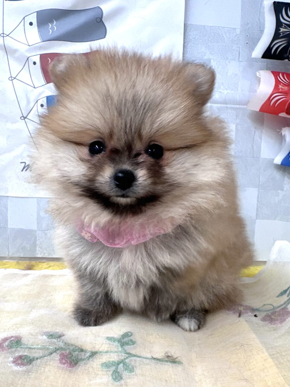 ポメラニアン