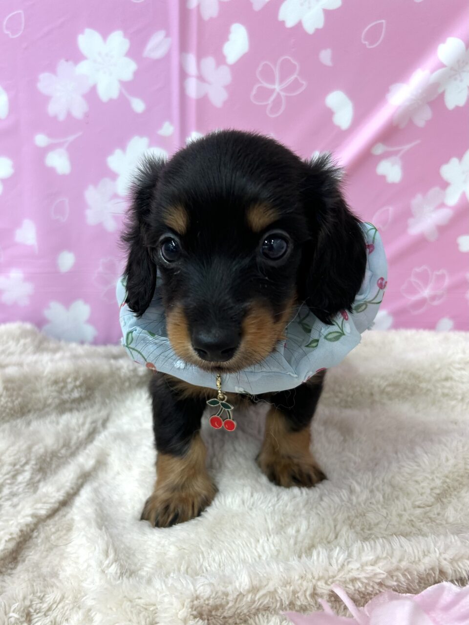 Ｍ・ダックス
