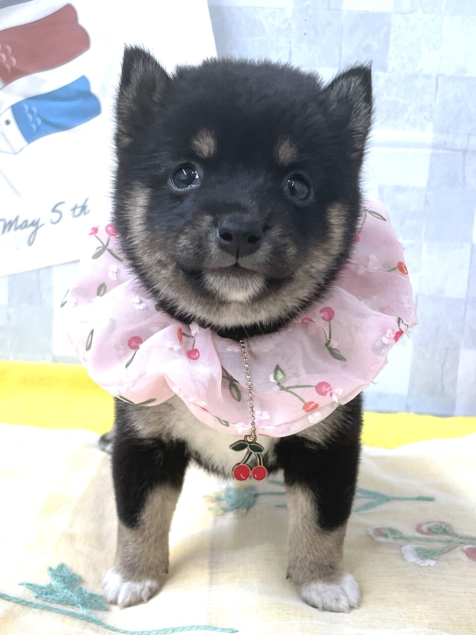 豆柴